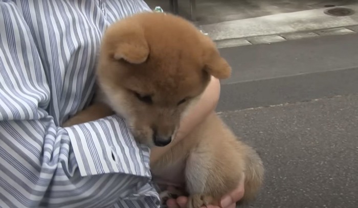 抱っこされ足を開く子犬