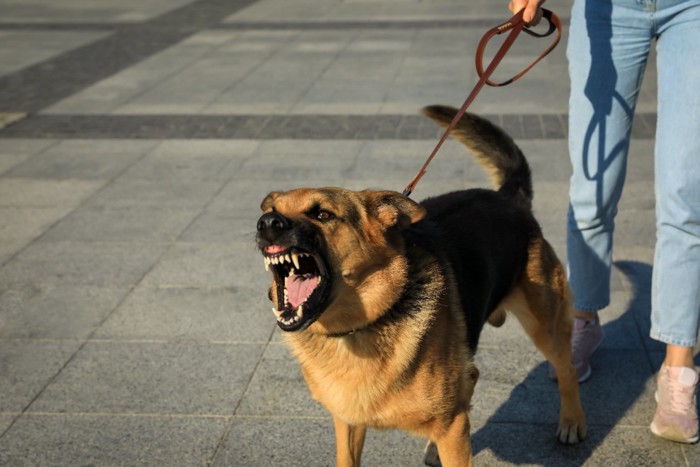 吠える犬