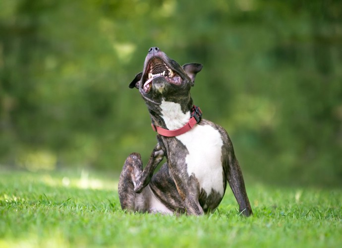 体を掻く犬