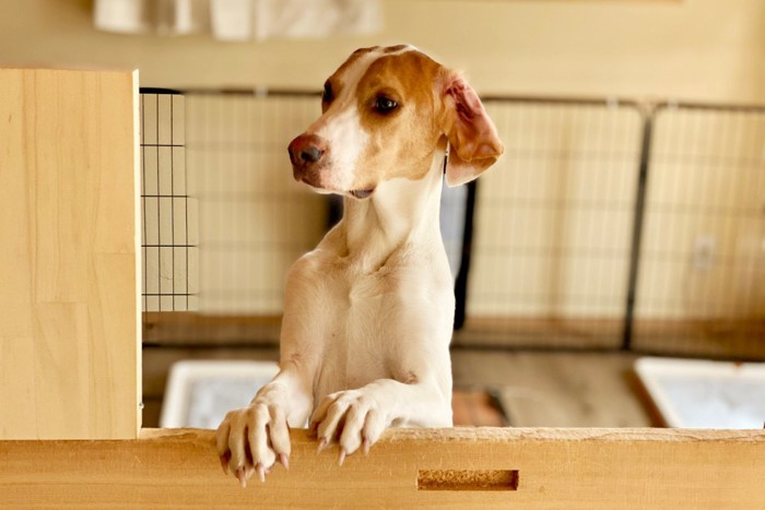 立ち上がり見つめる犬