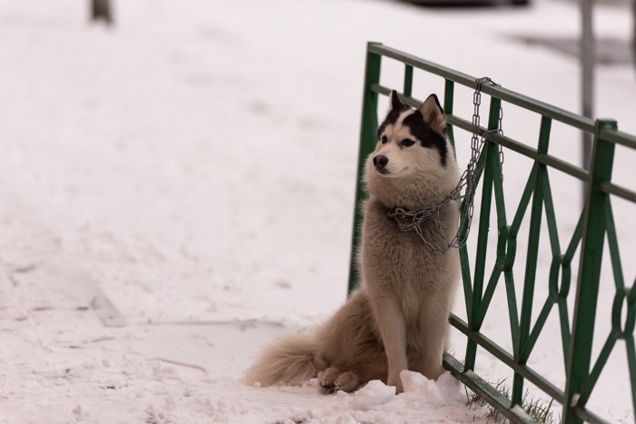 外でひとりで飼い主を待つ犬