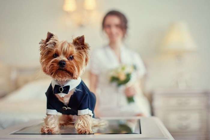 結婚式 犬