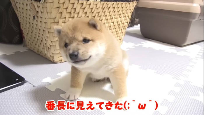 後ろ足で掻く犬