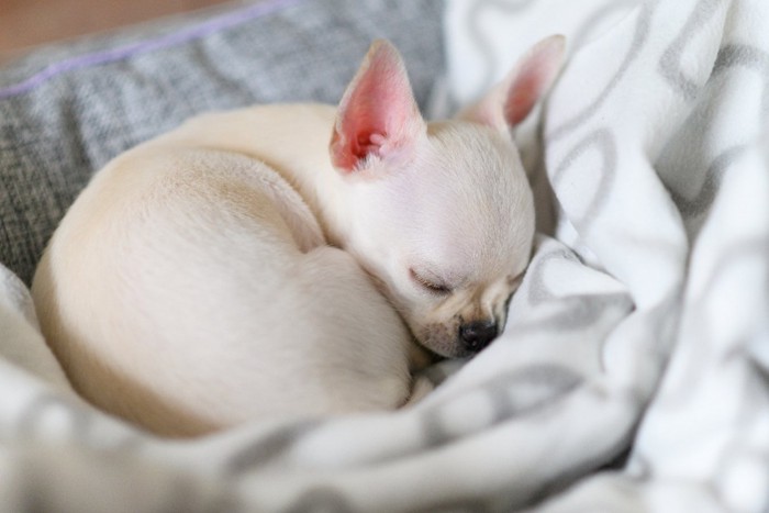 体を丸めて眠るチワワの子犬