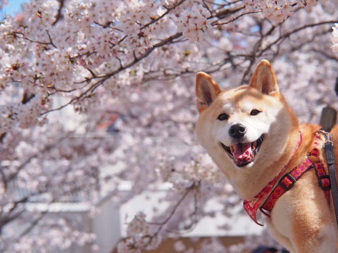 桜と柴犬