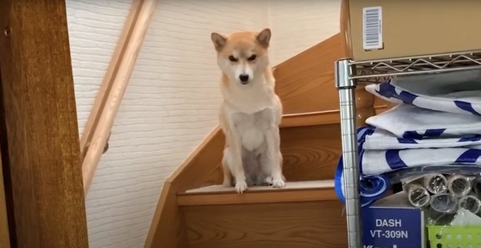 階段の上で俯く柴犬