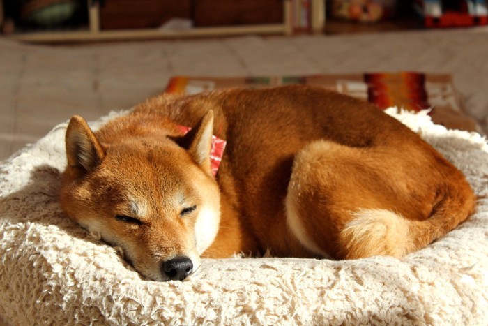 日向ぼっこする犬