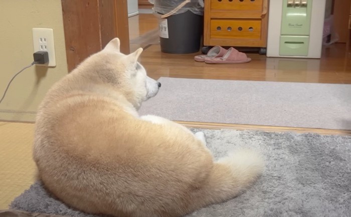 犬の背中