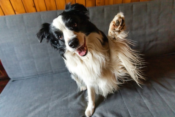 ベッドの上の犬