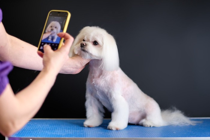 ポーズを強制されながら撮影される犬