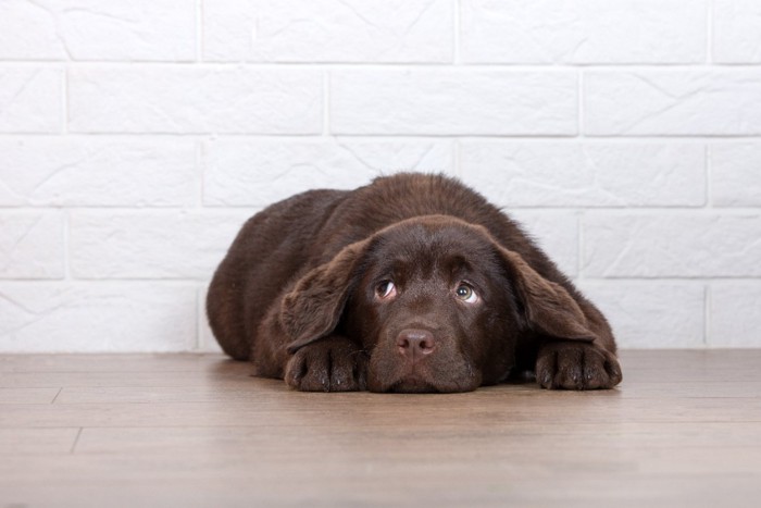 上目遣いの子犬