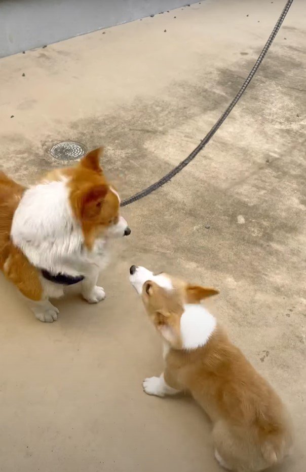 見つめ合う犬達