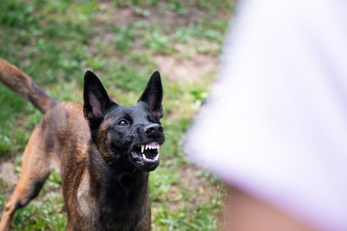 威嚇する犬