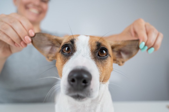 耳で遊ばれる犬