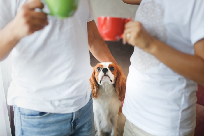 カップルの間で見つめる犬