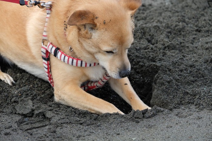 砂に穴を掘る犬