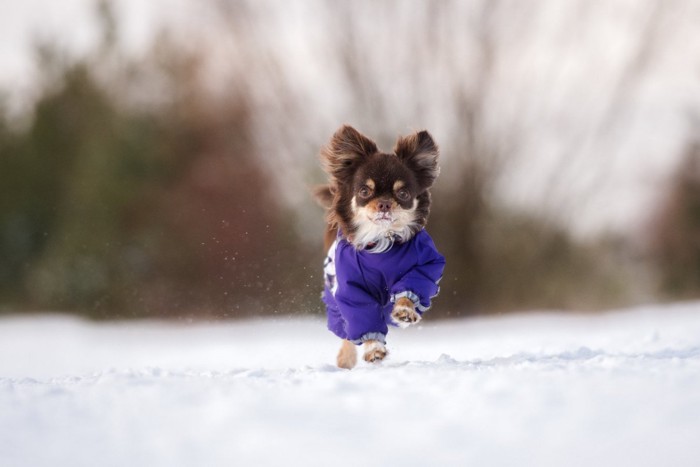 防寒着を着て雪原を走るチワワ