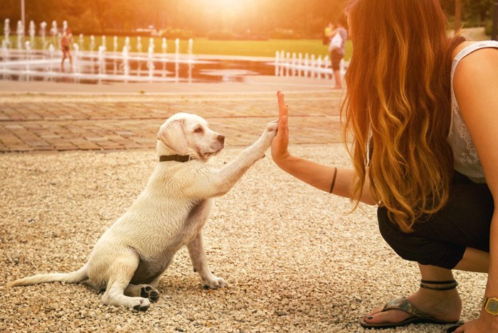 ハイタッチする子犬