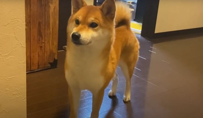 待つ柴犬