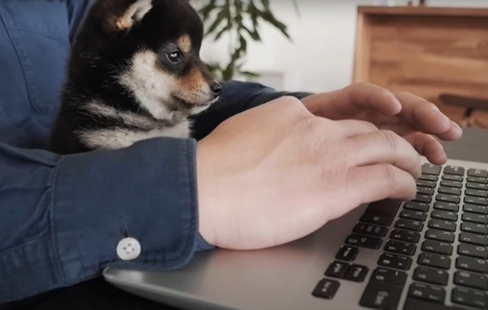 飼い主とPCに向かう犬