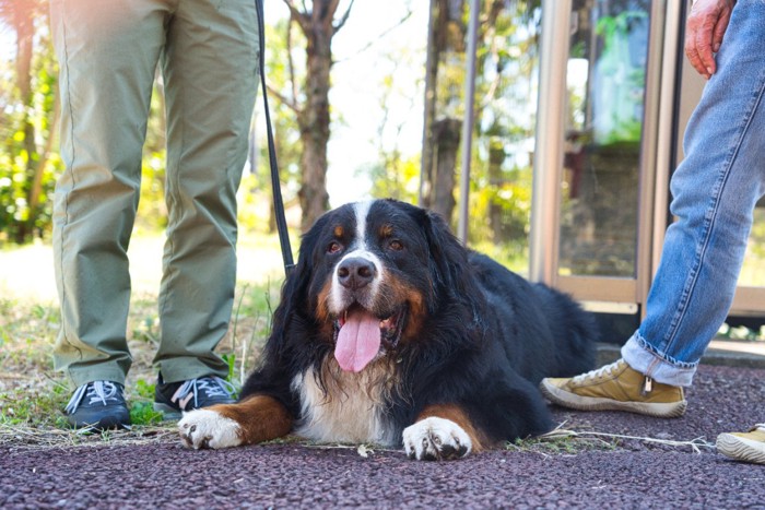 休憩する犬