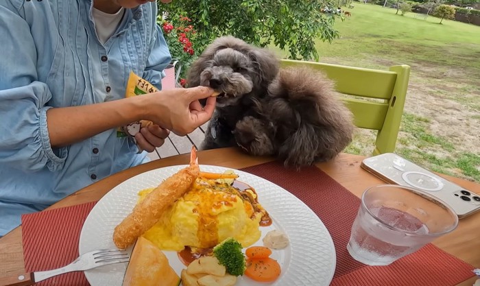 食事する人と犬