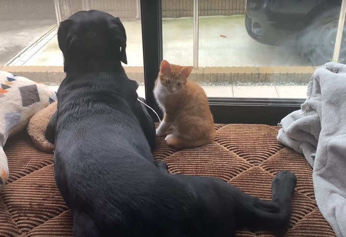外を見る犬とこちらを見る猫