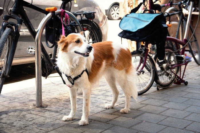 駐輪場に繋がれている茶白の犬