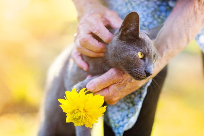 年配の女性の手と猫