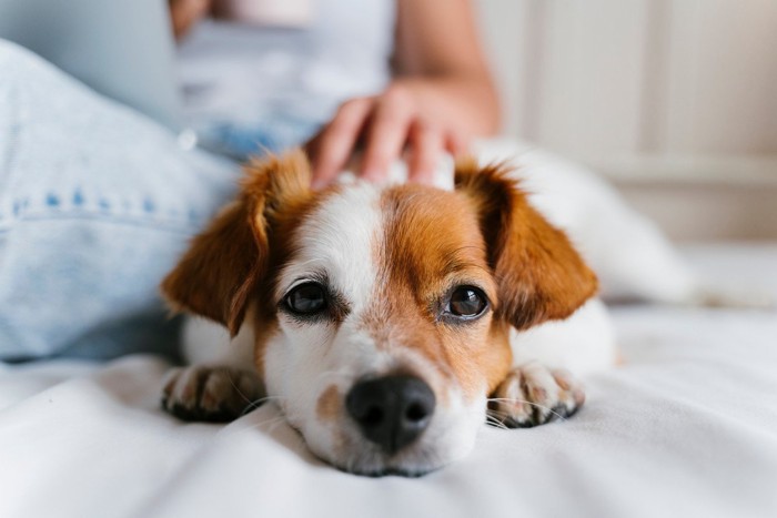 背中を撫でられる犬