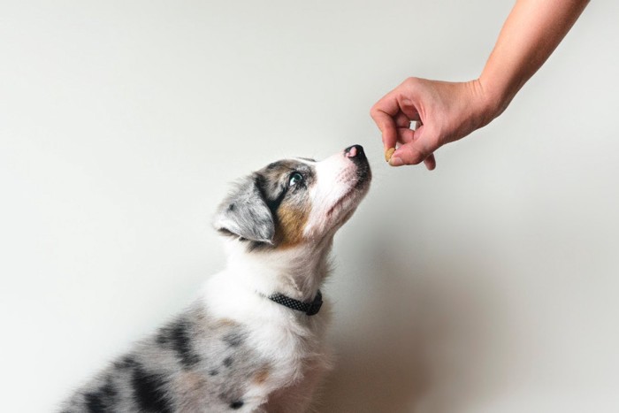 トリーツをもらうトレーニング中の犬