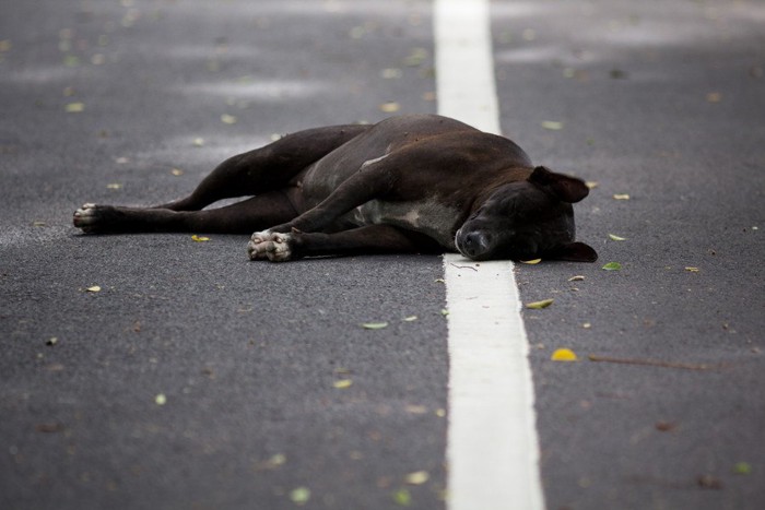 道路の白線の上に横たわる黒い犬