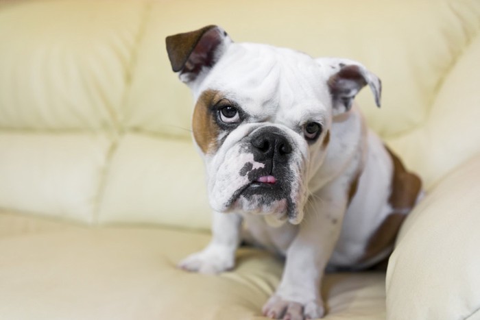 不審そうな表情の犬