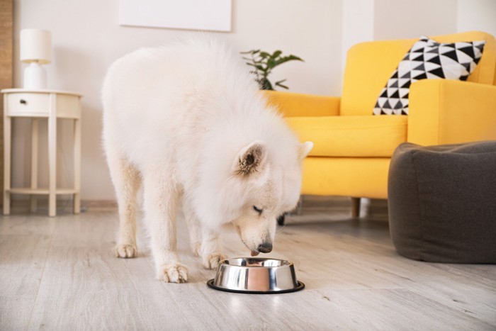 床に置かれた食器、サモエド