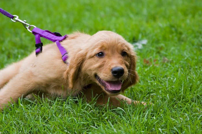 引っ張りすぎて体勢が低くなる子犬