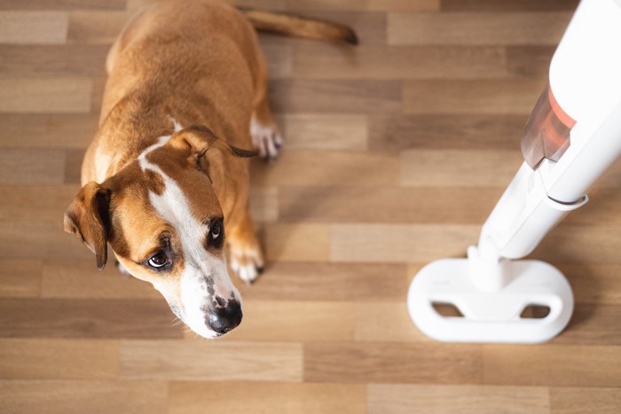 掃除機をいやがる犬