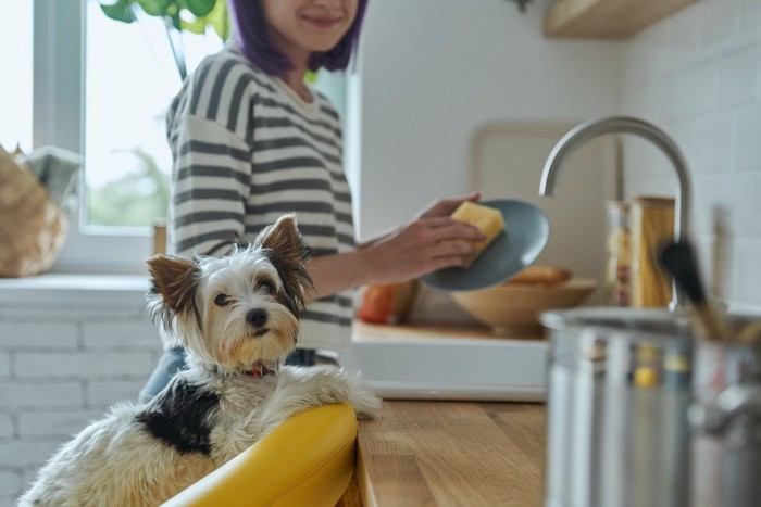 食器を洗う女性と犬