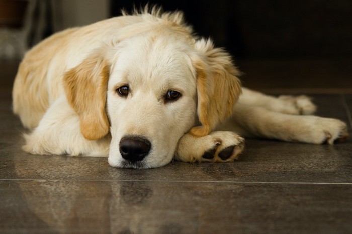 伏せながら寂しそうに見つめる子犬