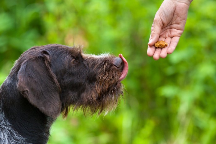 トリーツを見て舌を出している犬