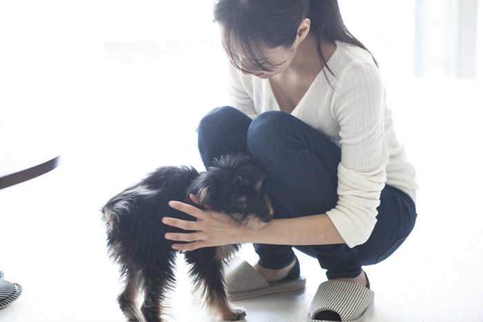 飼い主のそばに行き撫でてもらっている犬