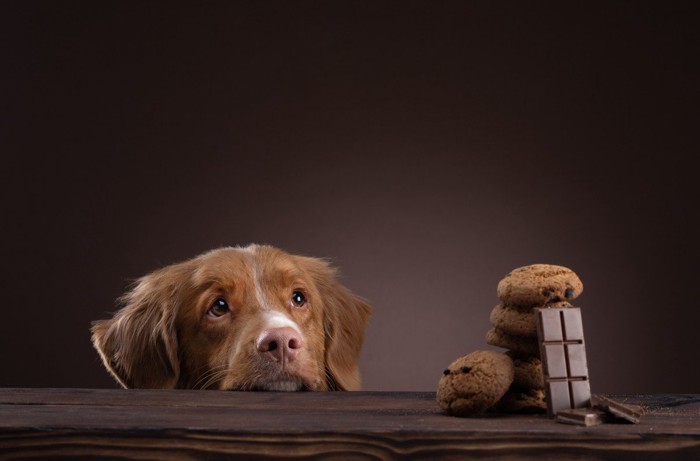 チョコをみつめる犬