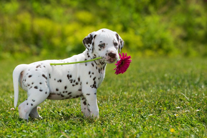 ピンクの花をくわえているダルメシアンの子犬
