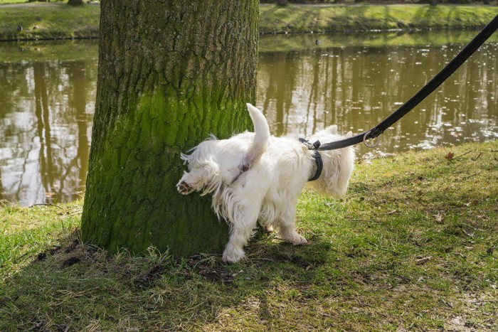 散歩中におしっこする犬