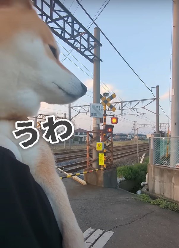 うわという柴犬