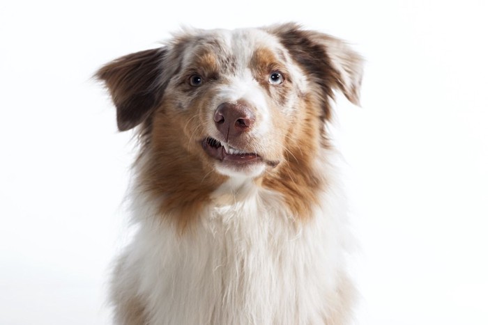 こちらを見つめて唸る犬