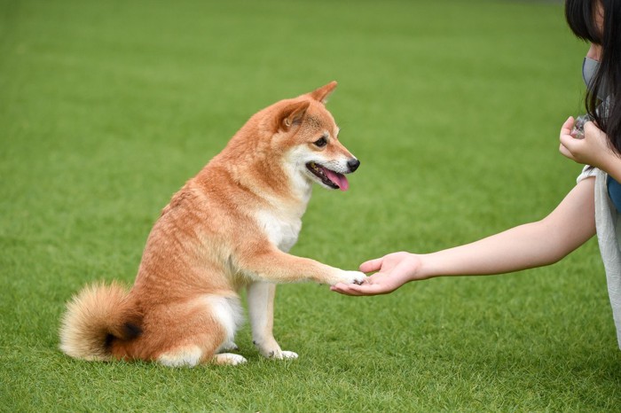 しゃがむ人、お手をする柴犬