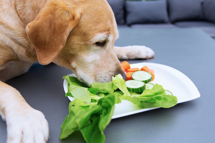 お皿の上の野菜を食べている犬