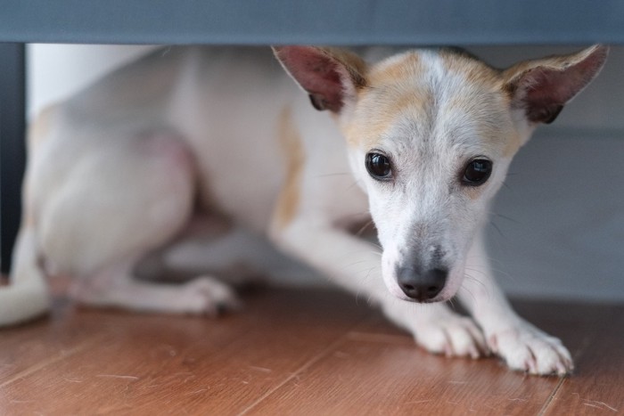 身を隠した犬