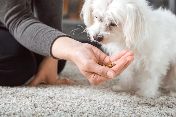 犬に餌を手であたえる人