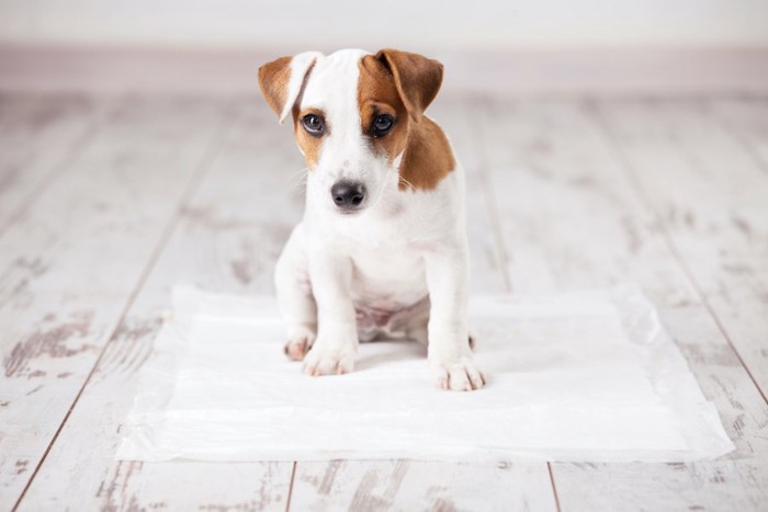 トイレシーツの上にすわる子犬